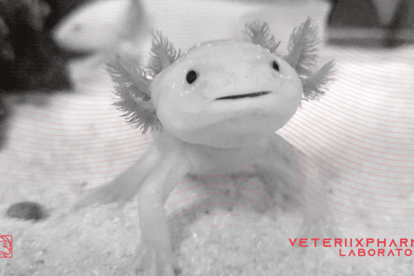 EL MITICO ANFIBIO MEXICANO: EL AJOLOTE