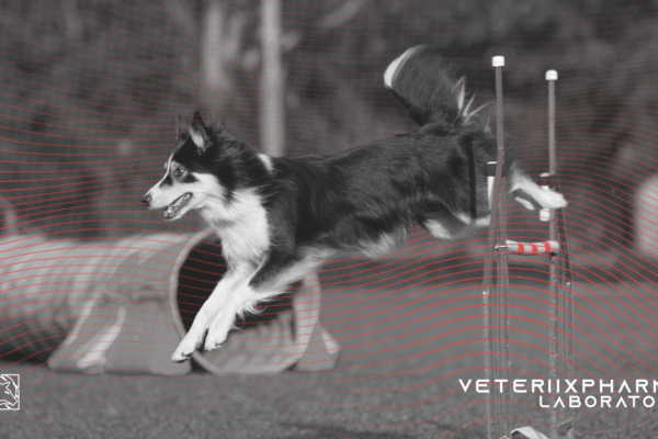 Las competencias caninas