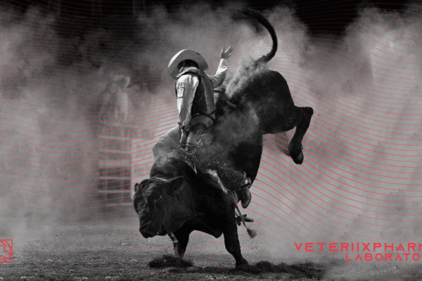 INICIOS DEL RODEO O JARIPEO EN MÉXICO