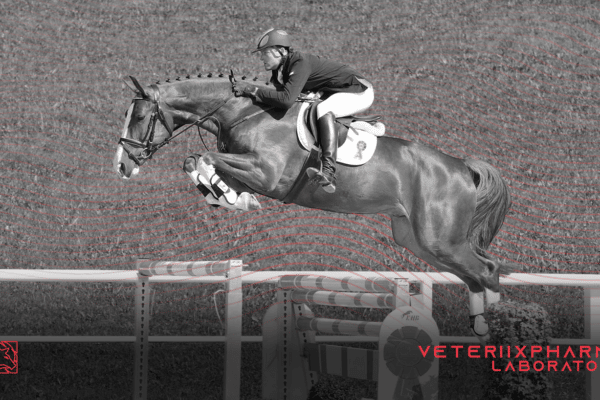 LOS MEJORES CABALLOS PARA COMPETENCIAS DE SALTO